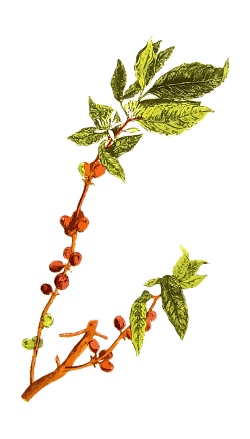 coffee plant