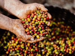 organic coffee beans