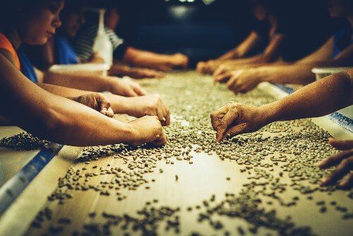 Dry milling process organic coffee beans
