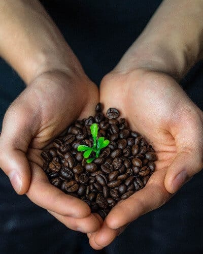Growing organic coffee
