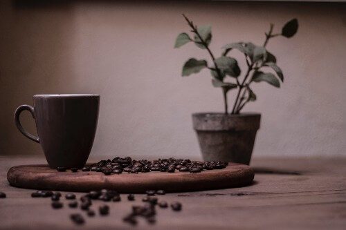 Growing organic coffee beans at home