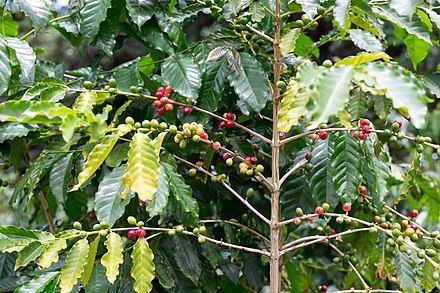 Kona_Coffee_fruits