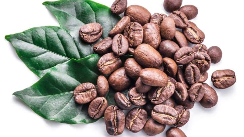 kona coffee 100% authentic beans