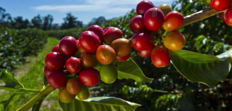 Kona-coffee-berries