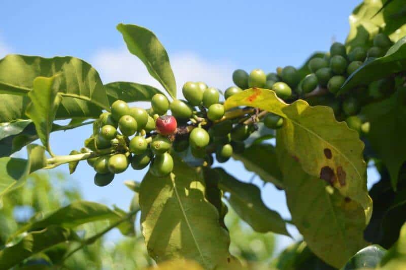 Coffee plantation